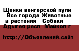 Щенки венгерской пули - Все города Животные и растения » Собаки   . Адыгея респ.,Майкоп г.